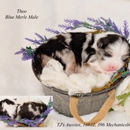 Theo - Blue merle male Australian Shepherd puppy in Mechanicsburg, Pennsylvania from TJ's Aussies
