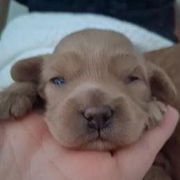 Lily - Red female Cavapoo puppy in Centerton, Arkansas from Velvet Paws Cavapoos