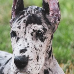 Beagles, Great Danes, and Pugs from Folklore Kennel