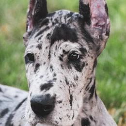 Beagles, Great Danes, and Pugs from Folklore Kennel