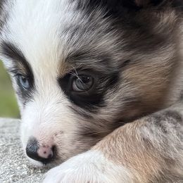 POLAR - Blue merle male Miniature Australian Shepherd puppy in Bartow, Florida from Peace Creek Aussies