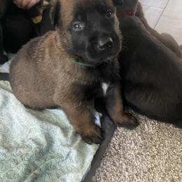 Belgian Malinois Puppies from Focused Obedient Belgian Malinois