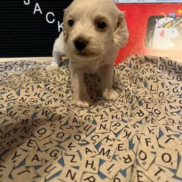 Cockapoo Puppies from Country J Canines