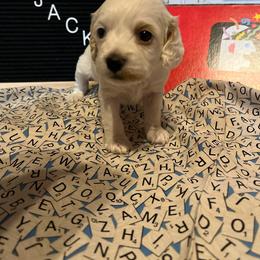 Cockapoo Puppies from Country J Canines