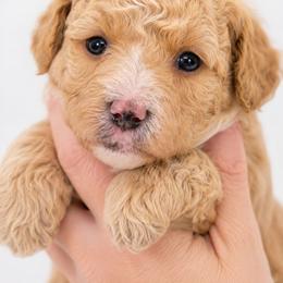 Huck - Apricot male Aussiedoodle puppy in Byron, Georgia from Southern Olive Doodles 🫒