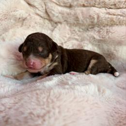 Andrea - Black phantom female Aussiedoodle puppy in Allen, Texas from Calena’s Doodles