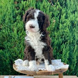 Willie - Brown and white male Bernedoodle puppy in Bells, North Carolina from Neighborhood Poodles & Doodles