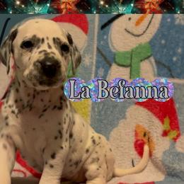LUA Labefana - White and black female Dalmatian puppy in Las Vegas, Nevada from 101 Dew Dream Valley Dalmatians