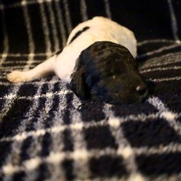 Pecan - Parti male Poodle puppy in Meadowbrook, California from Standard Poodle Pups