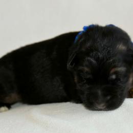 Male 3 - Black and tan male German Shepherd puppy in Hamilton, New Jersey from Birch Haus
