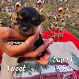 Yorkshire Terrier Puppies from Port City Yorkies LLC