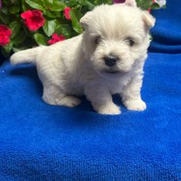 Sam - White male West Highland White Terrier puppy in Scurry, Texas from Karen Williams's West Highland White Terriers