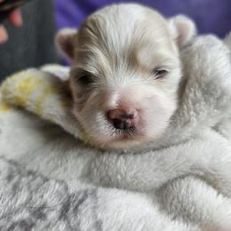 Bobble - White male Havanese puppy in Whitewater, Wisconsin from Celtic Brae Australian Shepherds & Havanese
