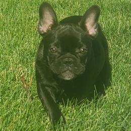 Bentley - French Bulldog