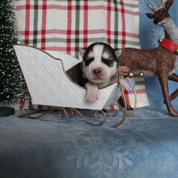 Purple - Black and white female Siberian Husky puppy in York, Pennsylvania from Spalla Pups