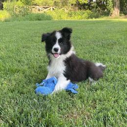 Laurel - Black and white female Border Collie puppy in Olney, Illinois from Heronwood Border Collies