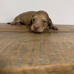 Patty - Cream female Dachshund puppy in Squires, Missouri from Hudson’s Hounds