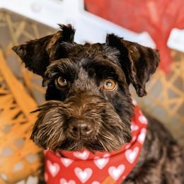 Reese - Miniature Schnauzer