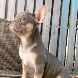 French Bulldogs from Kaseys Frenchies
