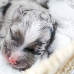 Miniature Australian Shepherd Puppies from Yarborough Kennels