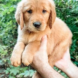 Tammy - light green - Dark golden female Golden Retriever puppy in Greeneville, Tennessee from Cultivate Farm