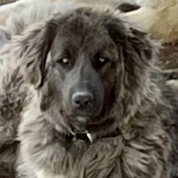 Anatolian Shepherd Dogs, Komondorok, and Newfoundlands from Tatties Ranch