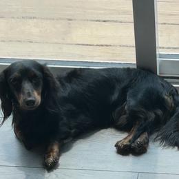 Moe - Dachshund