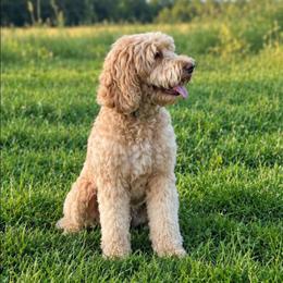 Muffin - Australian Labradoodle