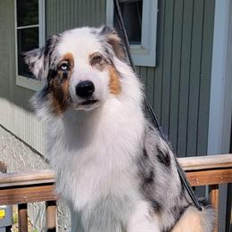 Ashe - Blue merle female Australian Shepherd puppy in Jacksonville, Florida from Solace Australian Shepherds