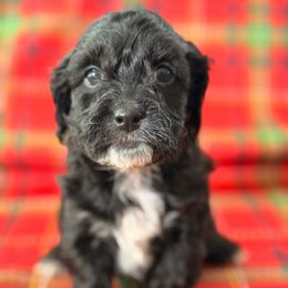 Zuckerman - Black white and tan male Cockapoo puppy in Saint Louis, Missouri from Jax Doodles