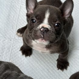 Bimba 🍫🍩 - French Bulldog puppy in Inglewood, California from French OG Los Ángeles