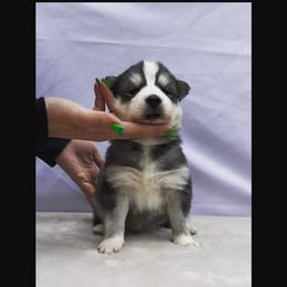 Siberian Husky Puppies from First Frost Kennels