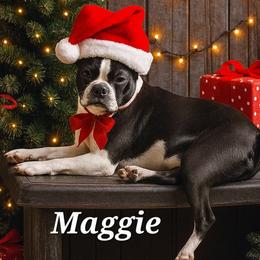 Maggie - Boston Terrier