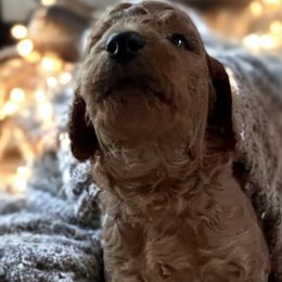 Remi-Red Collar - Red  Goldendoodle puppy in Augusta, Maine from Bridgewood Doodle Farm LLC.