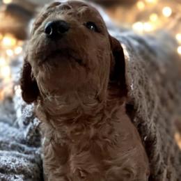 Remi-Red Collar - Red  Goldendoodle puppy in Augusta, Maine from Bridgewood Doodle Farm LLC.