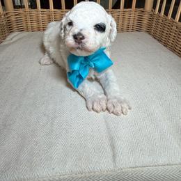 AKC Petey - Parti male Poodle puppy in Tampa, Florida from The Sweet Life of a Toy Poodle