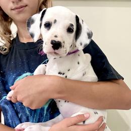 Magenta Ribbon Girl - White and black female Dalmatian puppy in Hillsville, Virginia from Spot On Dalmatians