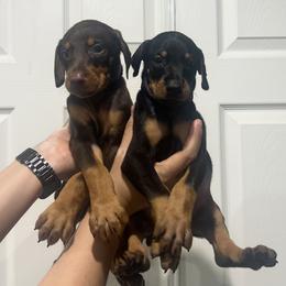 Dachshund and Doberman Pinscher Puppies from Texas Mini Dachshunds & Dobermans
