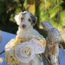 Aussiedoodle and Goldendoodle Puppies from Cuddly Doodles
