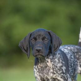 German Shorthaired Pointer and Vizsla Puppies from Nosam Kennels