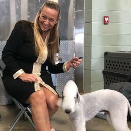 Bedlington Terriers from Apothic