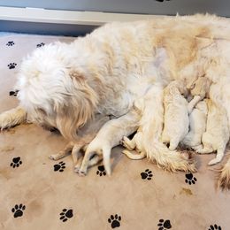 Goldendoodle Puppies from Toneytails Doodles