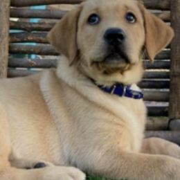 Dilute Retrievers and Labrador Retrievers from Golder Ranch Labradors