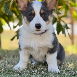 Pembroke Welsh Corgis from Bluebirds Corgis