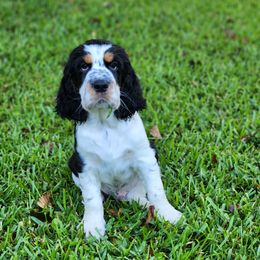 English Springer Spaniel Puppies from Seagrove Springers