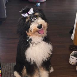 Tilly - Bernedoodle
