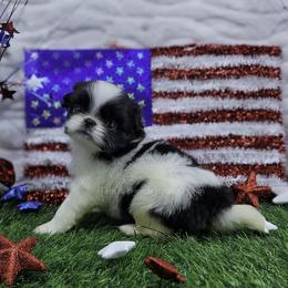 Topanga - Black and white female Japanese Chin puppy in Johnson City, Tennessee from Erin & Friends Japanese Chin