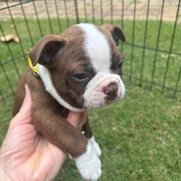 B. Red Female yellow collar - Red female Boston Terrier puppy in Mc Donough, Georgia from Ballard Boston Terriers
