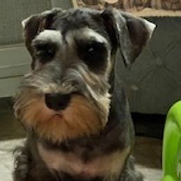 Boy 2 - Salt and pepper Miniature Schnauzer puppy in Silver Spring, Maryland from Casablanca Miniature Schnauzers