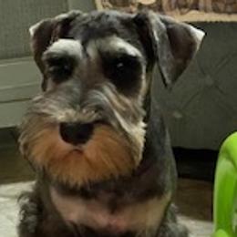 Boy 2 - Salt and pepper Miniature Schnauzer puppy in Silver Spring, Maryland from Casablanca Miniature Schnauzers